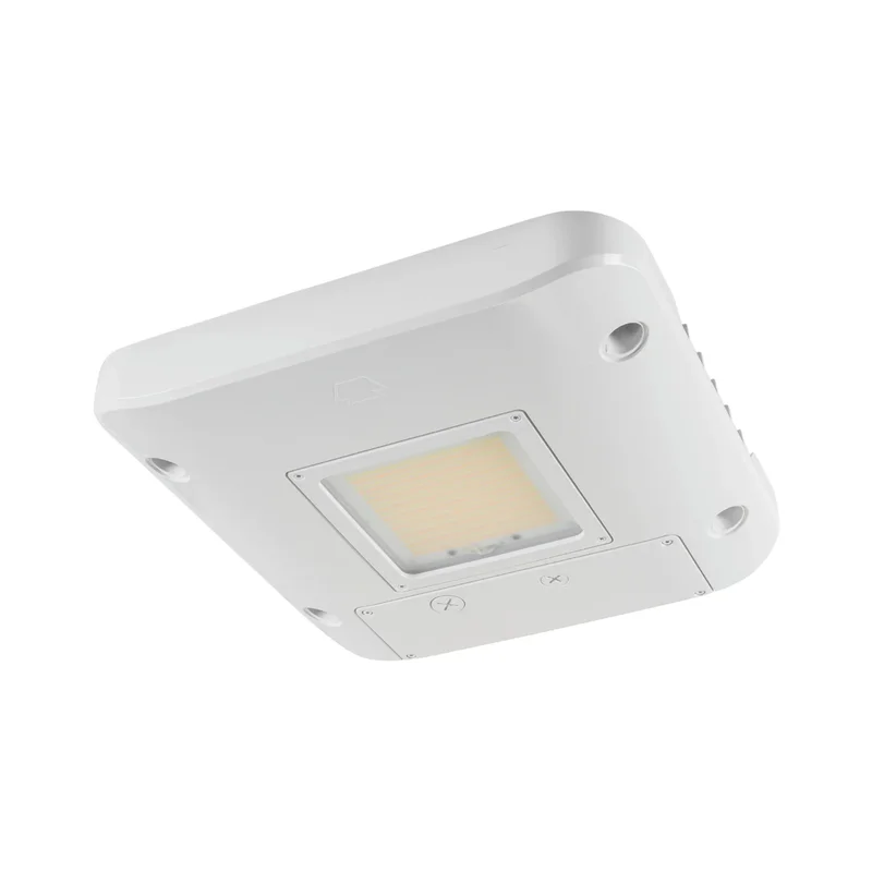 beeslighting32655561